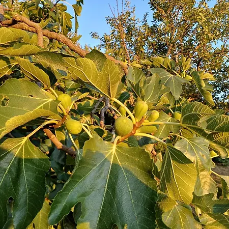 Apartma Zeleni Mir Appartement