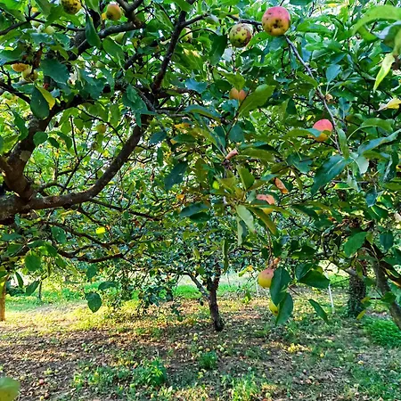 Apartma Zeleni Mir * Dobravlje