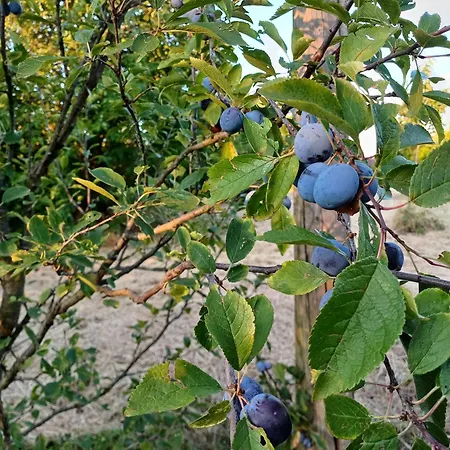 Apartma Zeleni Mir Dobravlje