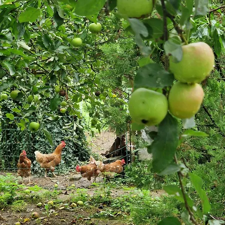 Apartma Zeleni Mir Apartman