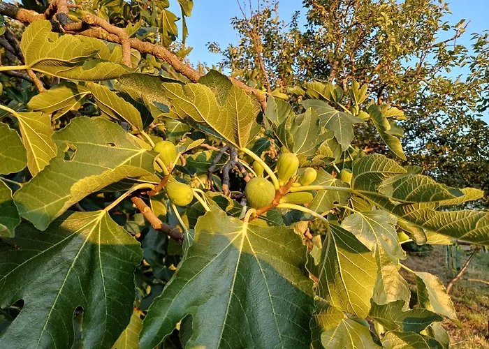 Apartma Zeleni Mir Apartman