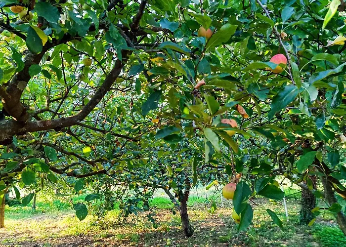 Apartma Zeleni Mir * Dobravlje