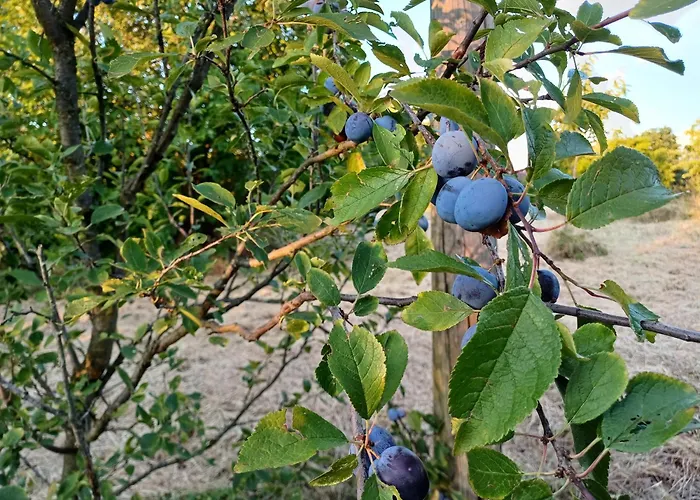 Apartma Zeleni Mir Dobravlje