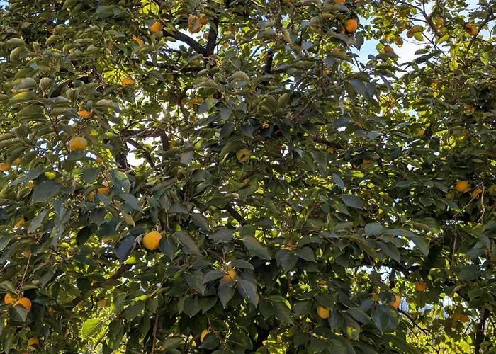 Appartement Apartma Zeleni Mir *